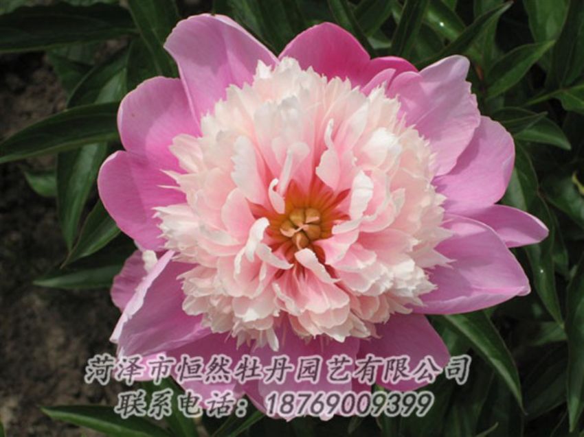 点击查看详细信息<br>标题：莲花台 阅读次数：1926